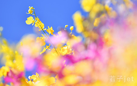 キッチュa みゃあみゃあ尾張☆なごや編